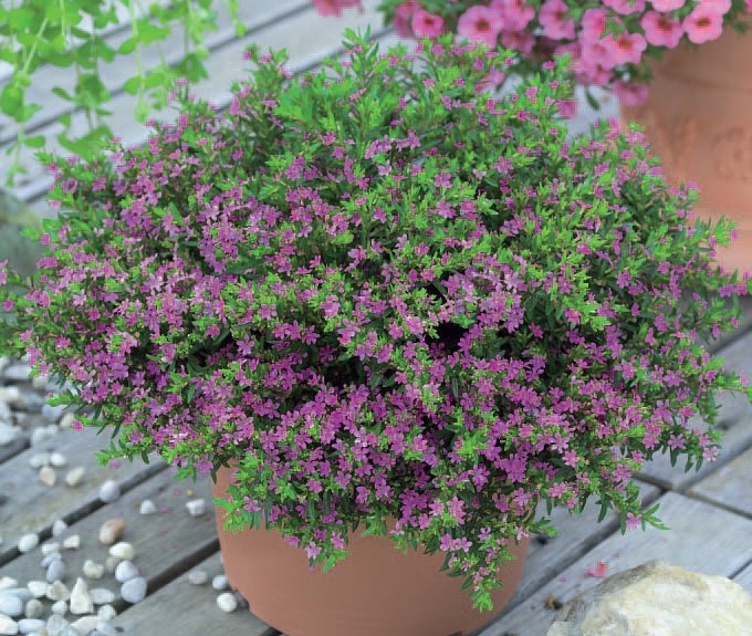 Куфея в домашних условиях