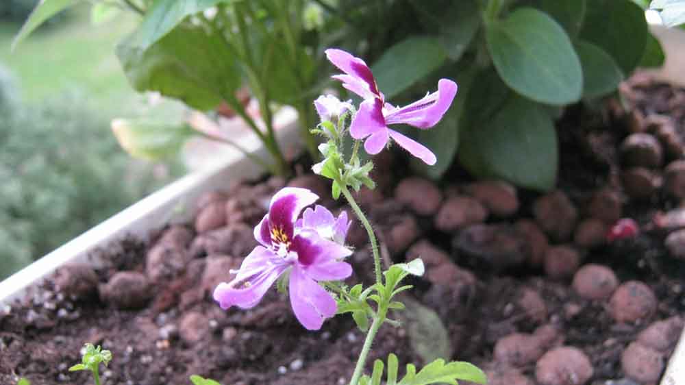 Уход за схизантусом