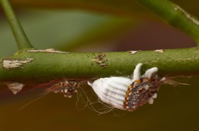 Вредители на растении полисциас