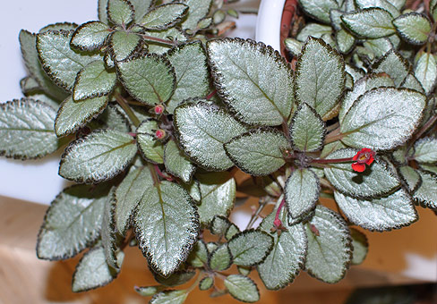 Полив и влажность воздуха для комнатного растения эписция