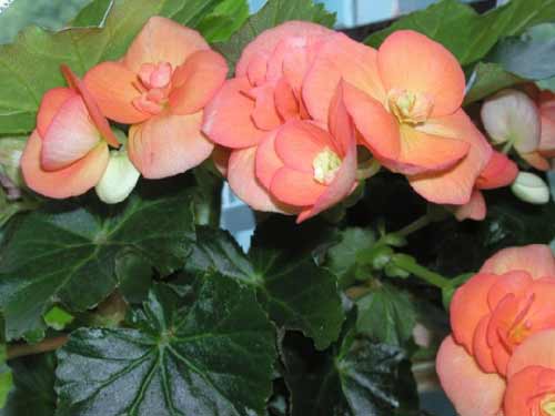 Бегония уход дома