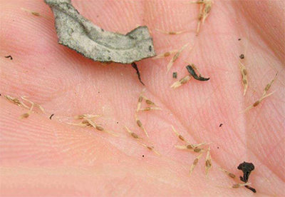 Сбор семян Буддлеи Давида