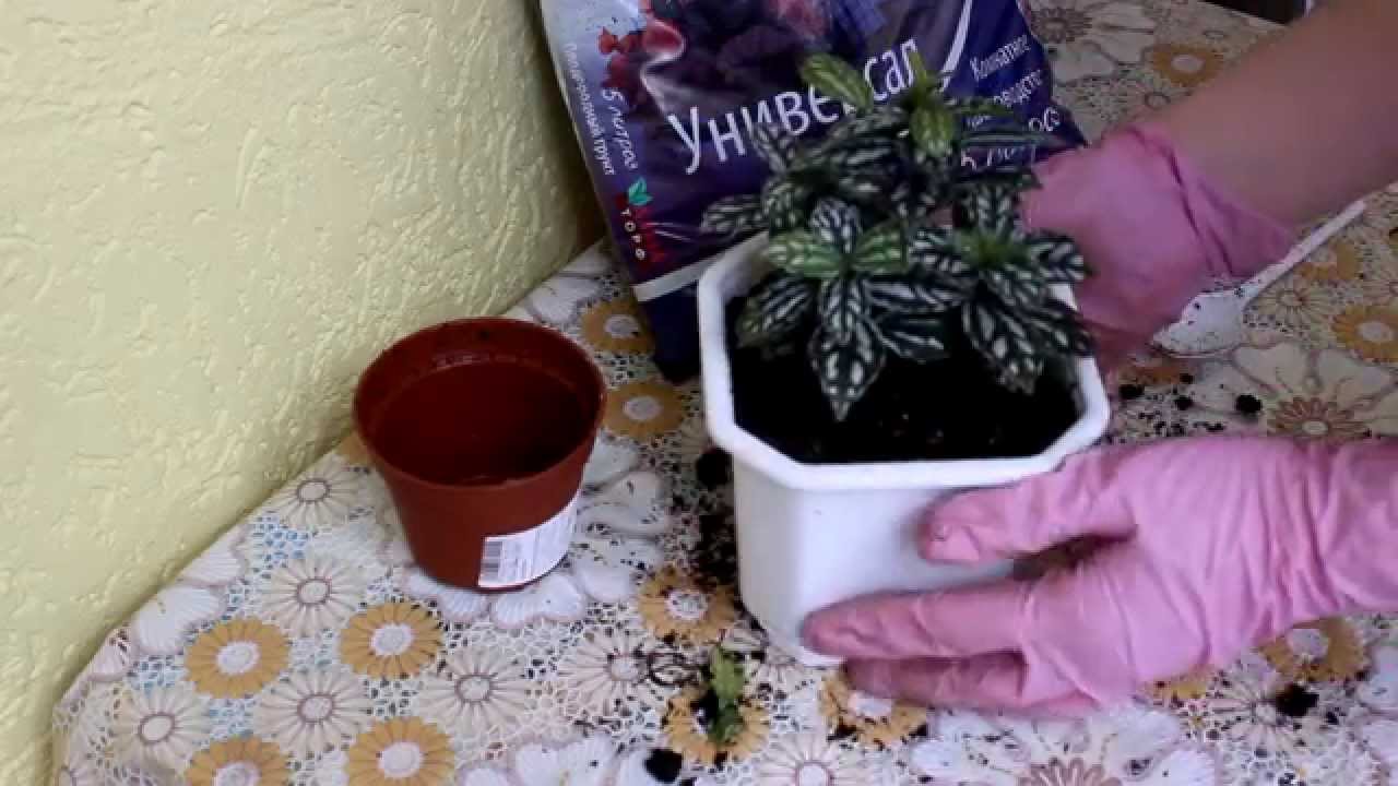 Пересадка пилеи