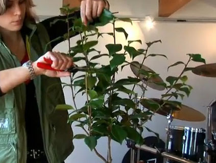 Обрезка камелии