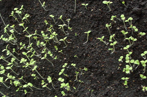 Особенности выращивания гайлардии