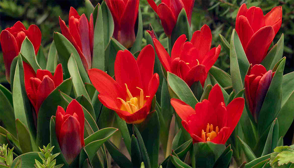 Тюльпаны Аncillа