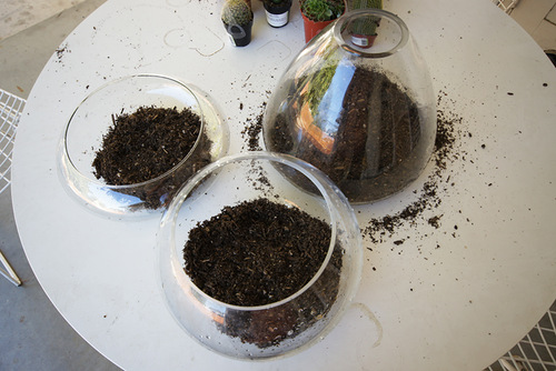 Пересадка и подкормка комнатного растения клеродендрум