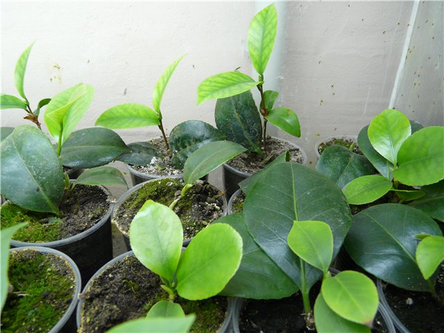 Размножение камелии черенками