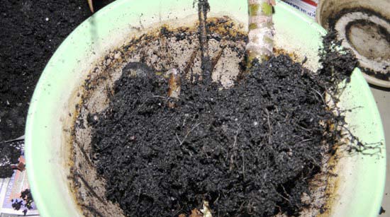 Как правильно пересаживать бегонию