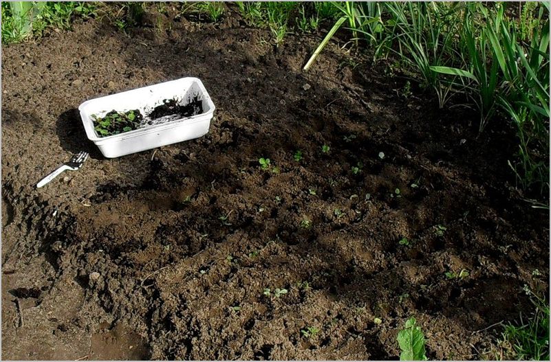 Высадка в грунт гайлардии