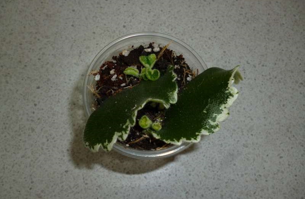 Лист фиалки