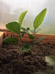 Ростки мушмулы