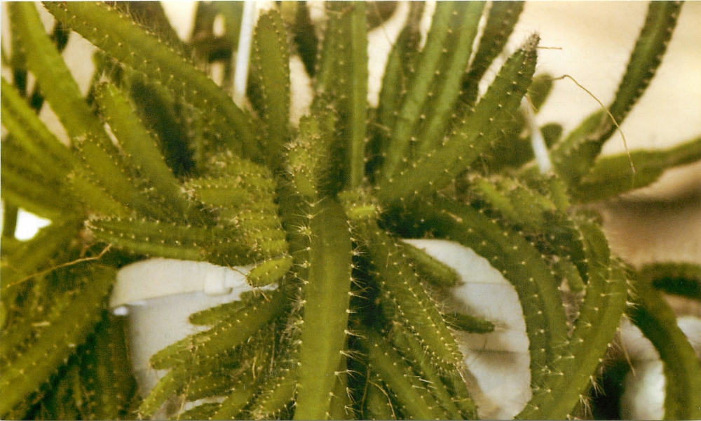 Гелиоцереус