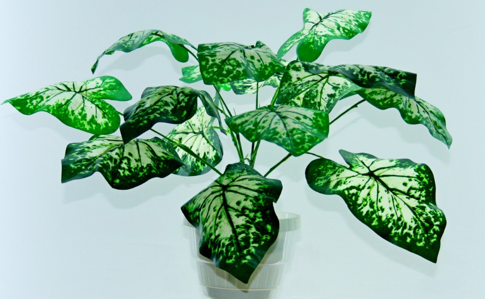 Диффенбахия