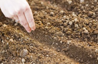 Посев семян