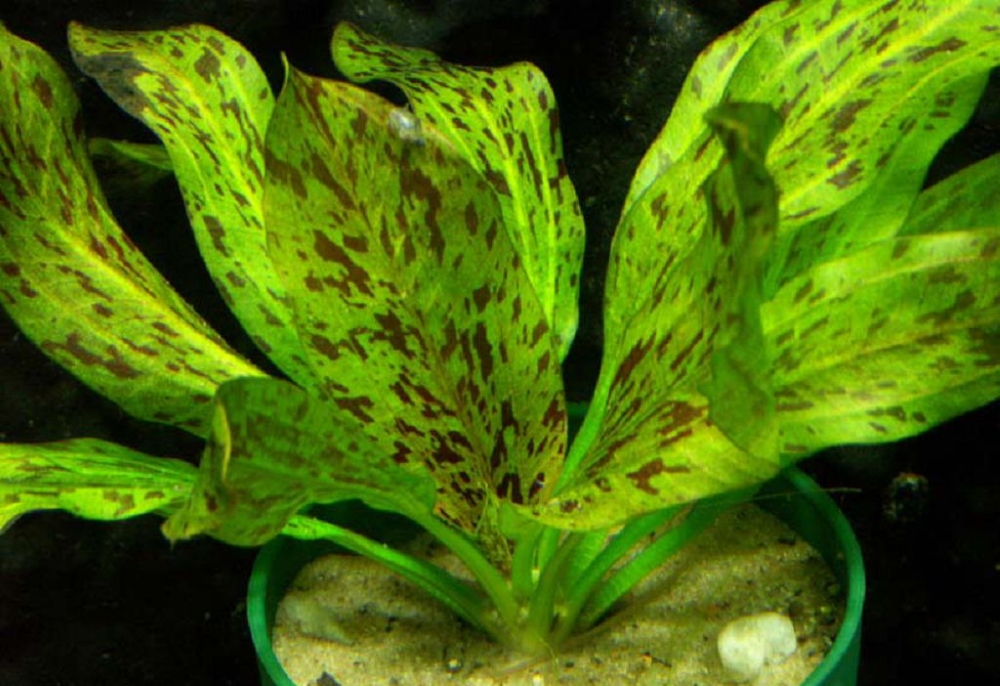 Эхинодорус