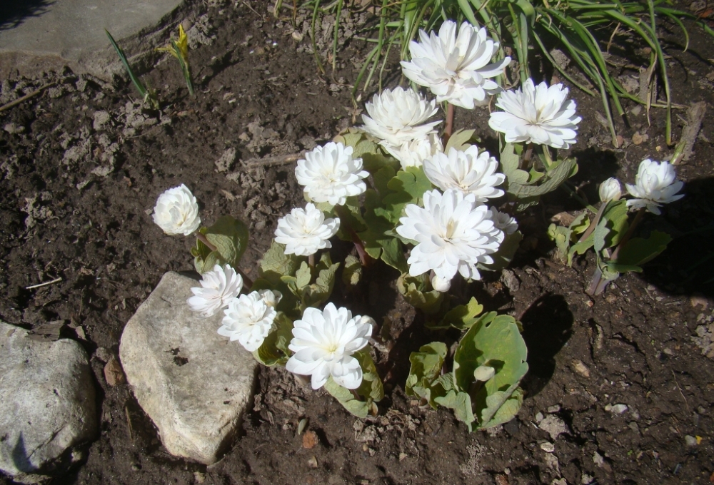 Сангвинария