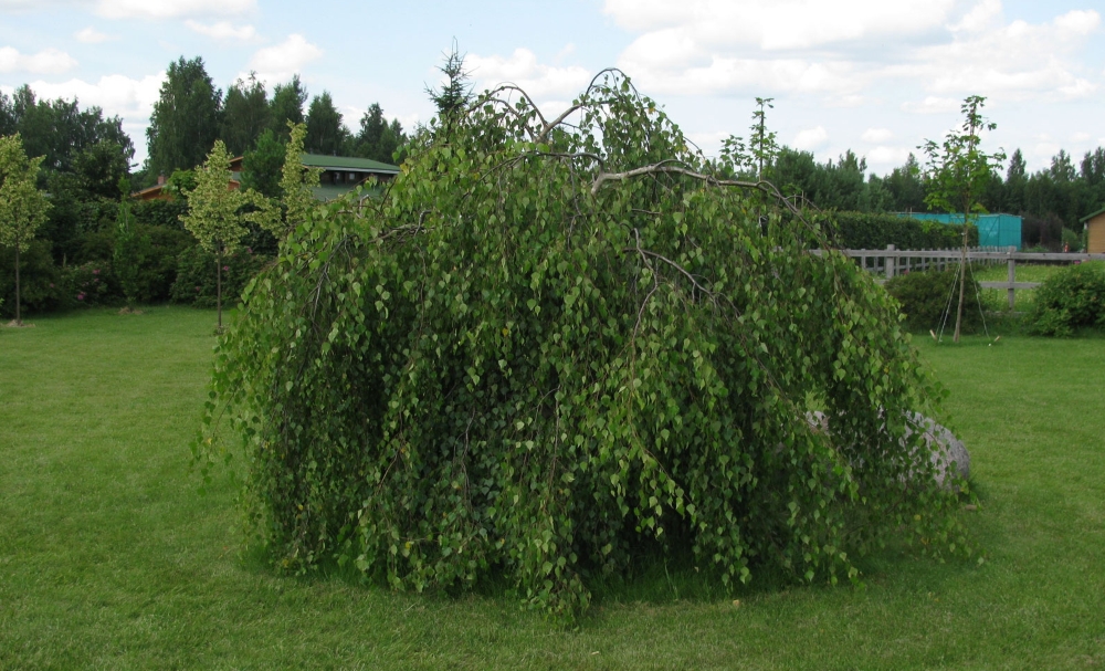 Береза повислая