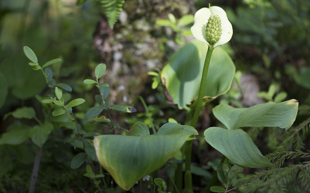 Белокрыльник