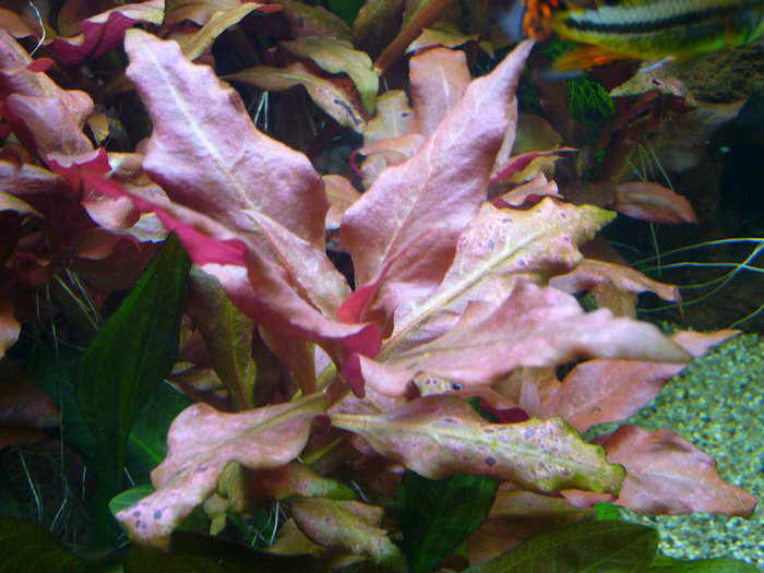 Альтернантера