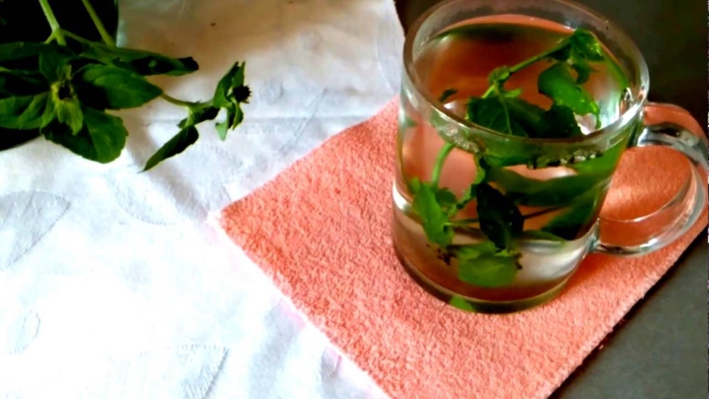 Мята водная