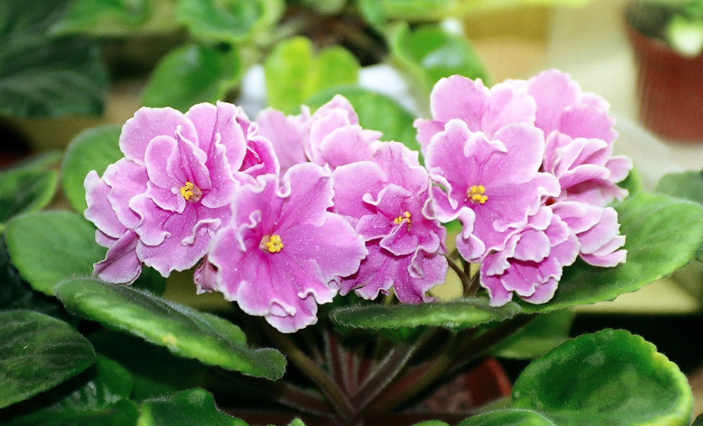 Сентополия