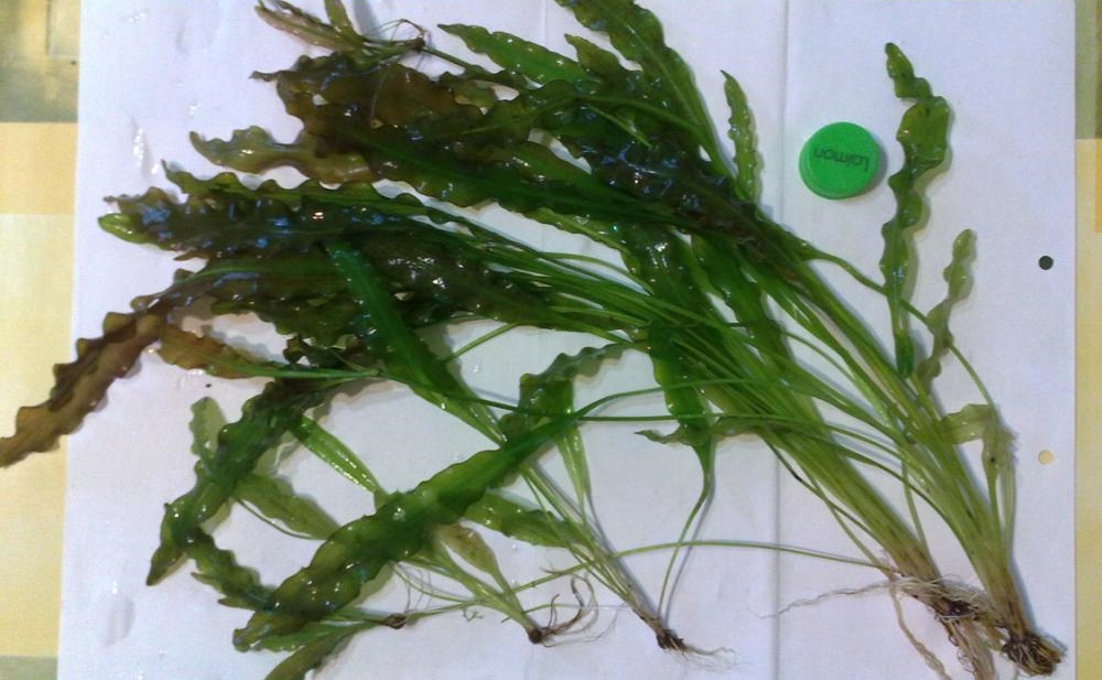 Апоногетон