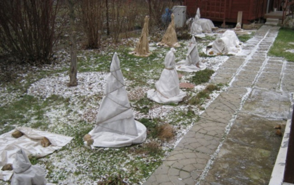 Лилии под укрытием