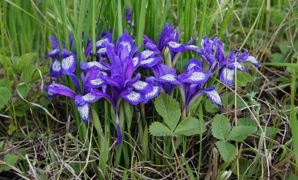 Кукушкины слезки