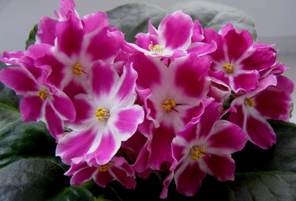 Красивая фиалка