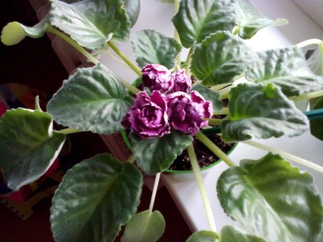 Фиалка Шанхайская роза