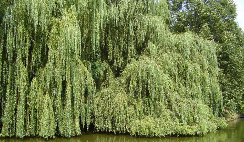 Плакучая ива