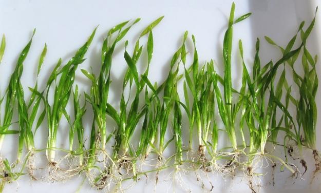 Валлиснерия