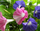 Трехцветная ипомея Трехцветная ипомея
