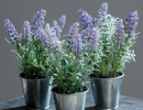 Растения лаванды Растения лаванды