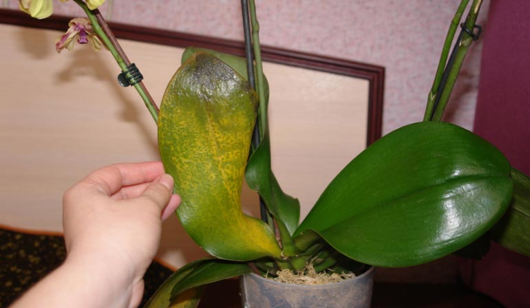 «Фундазол» для орхидей