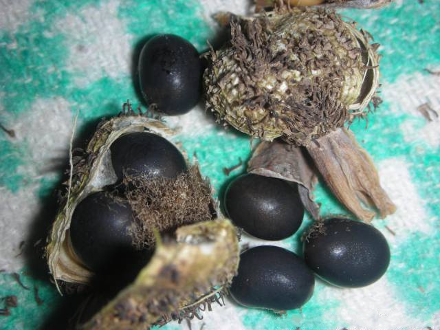 Размножение и посадка цветов канн