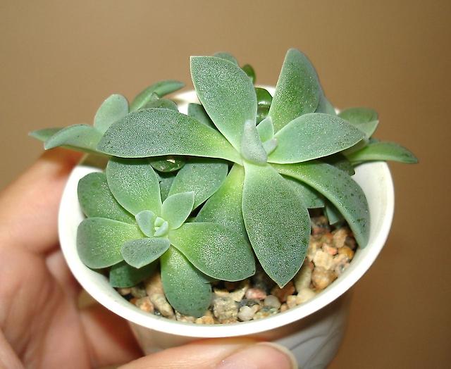 Эхеверия изящная