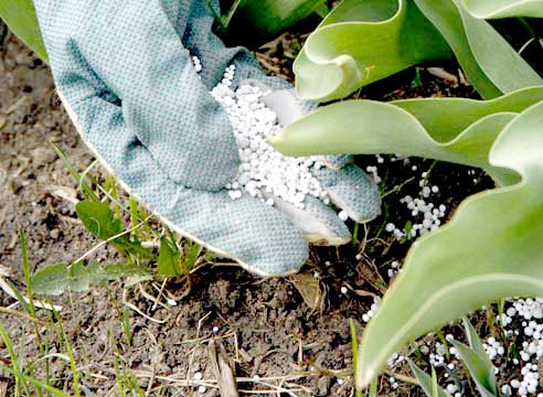 Удобрения для космеи