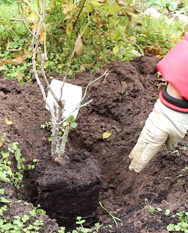 Посадка розы