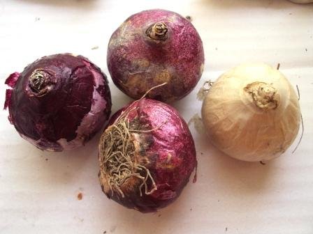 Выбор здоровой луковицы гиацинтов