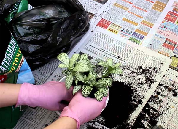 Пересадка комнатного растения фиттония