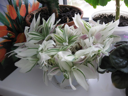 Белоцветковая традесканция