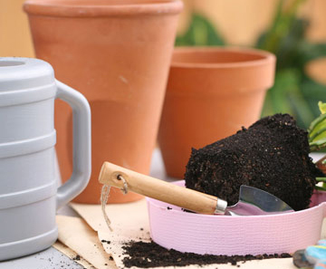 Пересадка куфеи