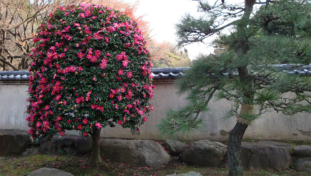 Камелия, уход в саду