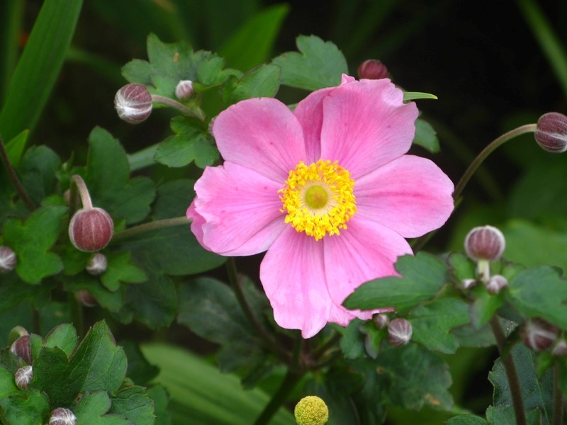 Анемона Японская