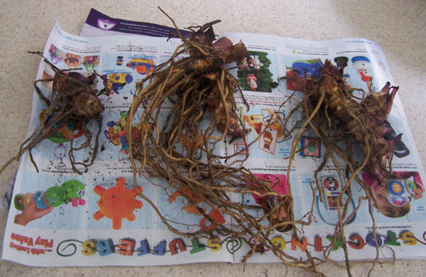 Канна деление корневища