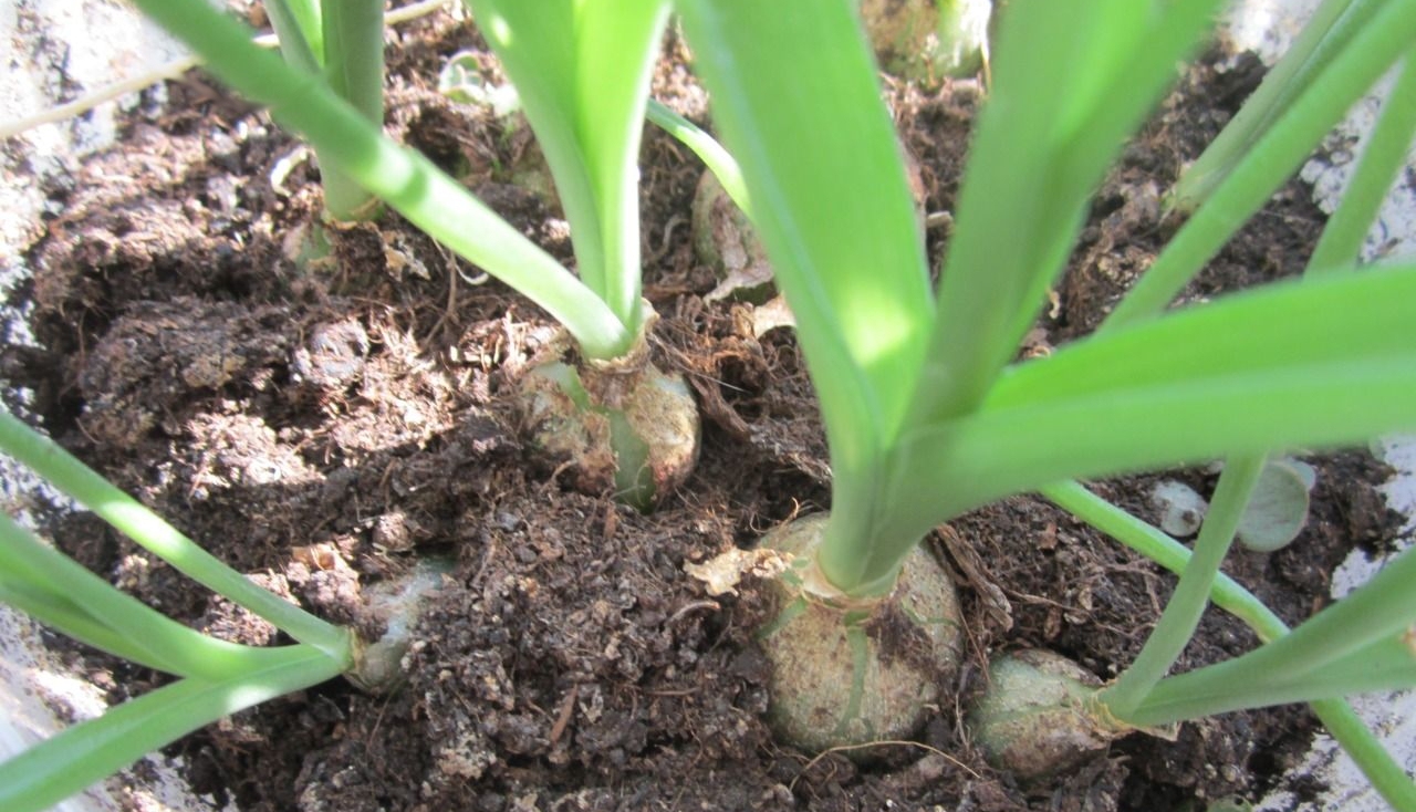 Хвостатый птицемлечник