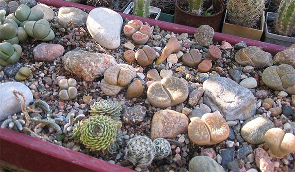 Почва для живых камней