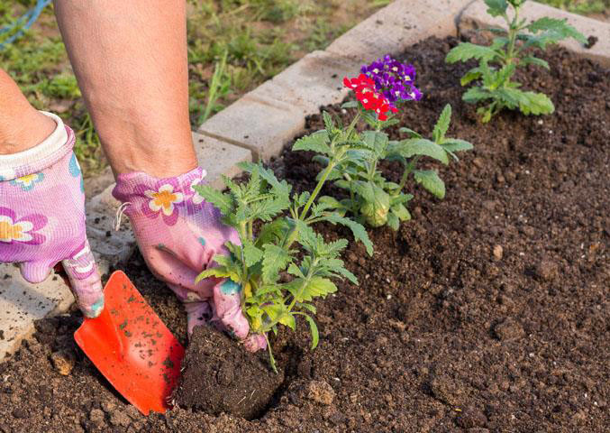 Выбор места для посадки вербены
